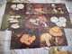 LOT DE 20 CARTES CHAMPIGNONS - 5 - 99 Postcards