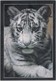 KAMA, Racine Zoo's White Tiger, Unused Postcard [21411] - Tigers