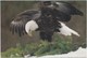 The Bald Eagle, Our National Symbol, Unused Postcard [21413] - Birds