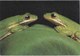 Green Tree Frogs, Louisiana's Atchafalaya Swamp, Unused Postcard [21414] - Autres & Non Classés
