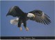 Bald Eagle, The Phoenix Zoo, Unused Postcard [21416] - Birds