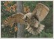 Great Horned Owl, (Bubo Virginianus), Unused Postcard [21417] - Birds