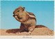 Squirrel, Love Those Nuts, Unused Postcard [21420] - Other & Unclassified