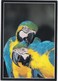 BLUE-AND-YELLOW MACAWS, Unused Postcard [21421] - Birds