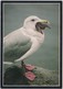 HERRING GULL AND SEA STAR, Unused Postcard [21423] - Birds