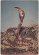 ASIATIC COBRA, Field Museum Of Natural History, Chicago, Illinois, Unused Postcard [21432] - Other & Unclassified