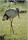 WHITE STORK, Unused Postcard [21439] - Birds