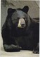 BLACK BEAR, Unused Postcard [21441] - Bears