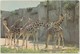 GIRAFFE, MILWAUKEE COUNTY ZOO, Unused Postcard [21446] - Girafes