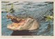 AMERICAN ALLIGATOR, Homosassa Springs, State Wildlife Park, Unused Postcard [21448] - Autres & Non Classés