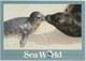 Sea Lion, At Sea World, Unused Postcard [21449] - Other & Unclassified