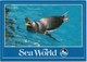 Penguin In The Water At Sea World, Unused Postcard [21452] - Other & Unclassified