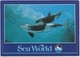 Killer Whales In The Water, Sea World, Unused Postcard [21456] - Other & Unclassified