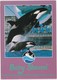 Baby Shamu, Killer Whale, Sea World, Unused Postcard [21457] - Other & Unclassified