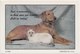 Dog And Cat, 1992 Used Postcard [21460] - Dogs
