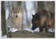 Wolves, Gray Wolf (Canis Lupus), Unused Postcard [21473] - Autres & Non Classés