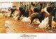 Shearing Sheep, Moree, New South Wales - Unused - Autres & Non Classés