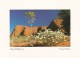 Uluru Wildflowers, Northern Territory - Unused - Uluru & The Olgas