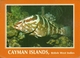Cayman Islands (BWI, British West Indies) The Grouper Fish, Il Pesce Grouper - Caïman (Iles)