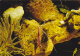 Aquarium Tropical De Nancy -- Lysmata Grabhami Gordon -- Crevette Nettoyeuse - Poissons Et Crustacés