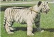 WHITE TIGER CUB, BRISTOL ZOO - Tigers