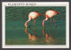 89727/ OISEAUX, Flamants Roses - Oiseaux