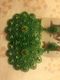 Macmode Orecchini Bigiotteria Verdi Con Swarovski Fantastici Nuovi - Altri & Non Classificati