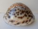 - Coquillage. Cypraea Tigris. 73mm - - Coquillages