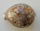 - Coquillage. Cypraea Tigris. 73mm - - Coquillages