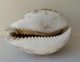 - Coquillage. Cypraea Tigris. 73mm - - Coquillages