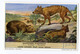 {30443} Chromo / Image Liebig " Mammifères D' Australie " Wombat Thylacine . TBE. " En Baisse " - Liebig