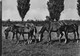 CAVALLI AL PASCOLO - BROMOFOTO MILANO - VIAGGIATA DA CREMONA 1960 - Horses