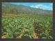 CUBA - TABACCO PLANTATION  - POST  CARD   - D 2544 - Tabac