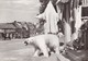 Postcard Norway Norge Tromso Main Street ? Taxidermy Polar Bear Outside Shop Front My Ref  B22787 - Norway