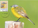 D34714 CARTE MAXIMUM CARD RR 2017 NETHERLANDS - YELLOW WAGTAIL - PLEASE READ!! CP ORIGINAL - Songbirds & Tree Dwellers