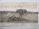 Saumur. Animée. Chute Au Mur Du Breil. Appareil De Poche. 1903 - Saumur