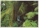 Akaka Falls State Park, Near Hilo, Island Of Hawaii, Unused Postcard [21708] - Hilo