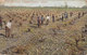 United States PPC Pruning Raisin Vineyard FRESNO COUNTY California 1908 To Denmark (2 Scans) - Fresno