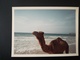 Delcampe - MAROC MALABATA LOT 21 PHOTOS  COULEURS BORDS BLANCS VACANCES COUPLE EN 1969 - Luoghi