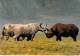 ** ( Lot De/of 3 Cartes / Postcards) ** AFRIQUE Africa ( Wild Life East Africa ) RHINOCEROS Nashorn Neushoorn Rinoceront - Rhinocéros