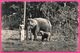 Ceylon - Elephant And Cub - Eléphant Et Son Petit - Eléphanteau - Animée - PLATE Ltd N° 110 - Sri Lanka (Ceylon)