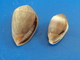 Melampus Coffeus (x2) Martinique (Sainte-Luce) 10 Et 12,6mm GEM N7 - Seashells & Snail-shells