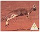 (200) Australia - Kangaroo Maxicard - Outback