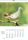 Pigeons Duiven Fédération Colombophile Belge Belgische Duivenliefhebbersbond Calendrier 2001 - Tamaño Grande : 2001-...
