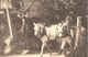 Dépt 80 - AILLY-LE-HAUT-CLOCHER - ÉPREUVE De CARTE POSTALE (photo R. LELONG) + PLAQUE De VERRE - Édition E. Caumartin - Ailly Le Haut Clocher