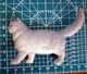 GATTO CAT  SH Figure - Katzen