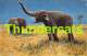 CPA ILLUSTRATEUR MULLER AUGUST MUNCHEN ARTIST SIGNED ELEPHANT - Mueller, August - Munich