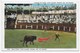 Bull Fight, Vista Alegre, Panama, Rep, Of Panama - Panama