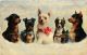 CPA Chihuahua DOGS (727664) - Dogs