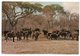 RHODESIA AND NYASALAND (ZIMBABWE) - BUFFALO - WANKIE GAME RESERVE / CANCEL FREEDOM FROM HUNGER 1963 - Zimbabwe